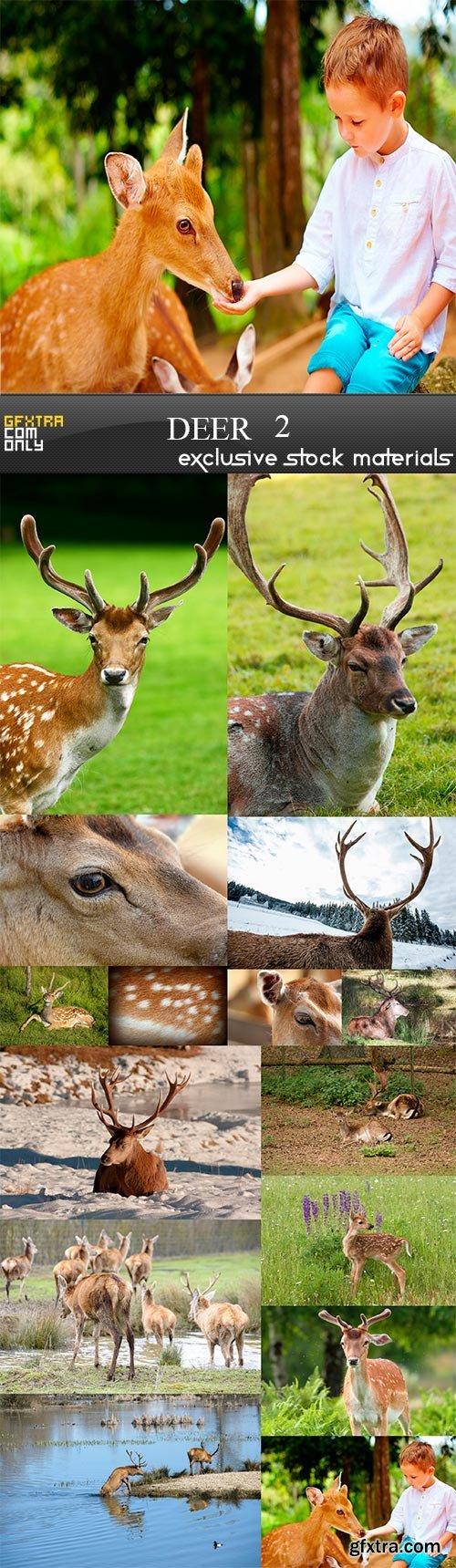 Deer 2, 20 x UHQ JPEG