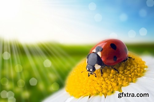 Collection ladybird beetle insect plant leaf 25 HQ Jpeg