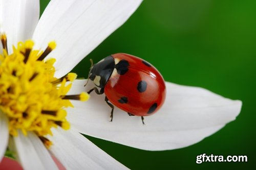 Collection ladybird beetle insect plant leaf 25 HQ Jpeg