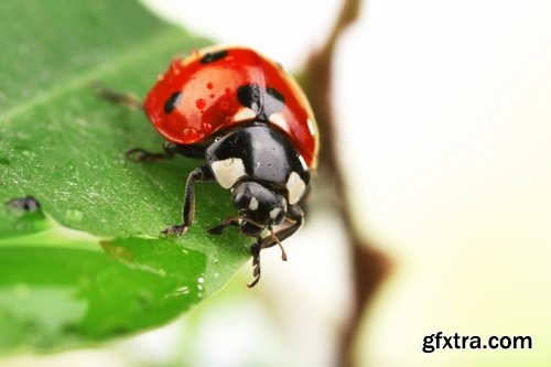 Collection ladybird beetle insect plant leaf 25 HQ Jpeg