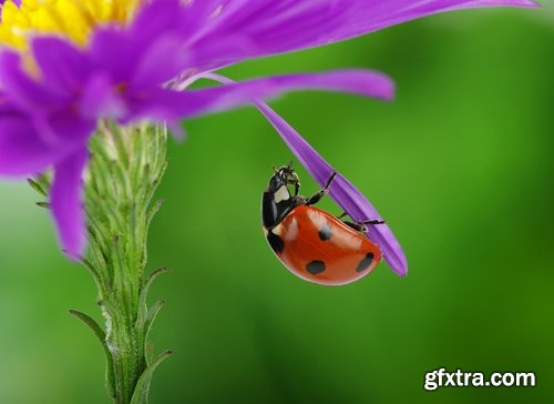 Collection ladybird beetle insect plant leaf 25 HQ Jpeg