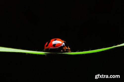 Collection ladybird beetle insect plant leaf 25 HQ Jpeg