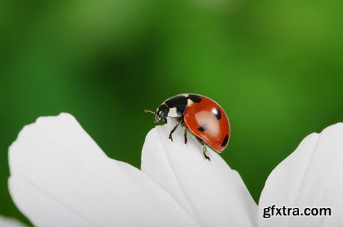 Collection ladybird beetle insect plant leaf 25 HQ Jpeg