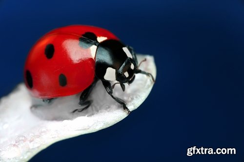 Collection ladybird beetle insect plant leaf 25 HQ Jpeg