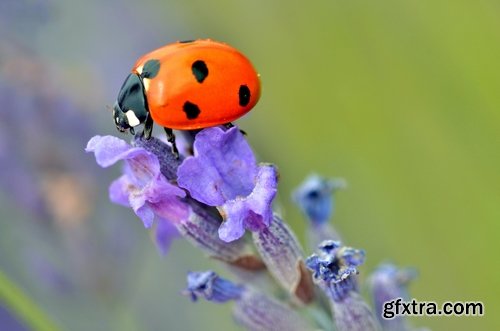 Collection ladybird beetle insect plant leaf 25 HQ Jpeg