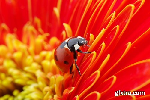 Collection ladybird beetle insect plant leaf 25 HQ Jpeg