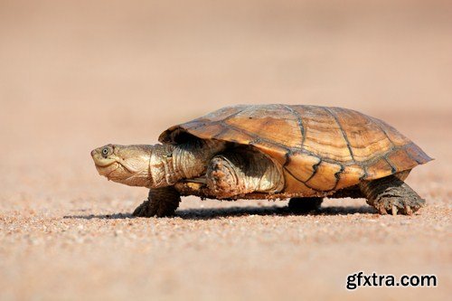 tortoise in the nature 11X JPEG