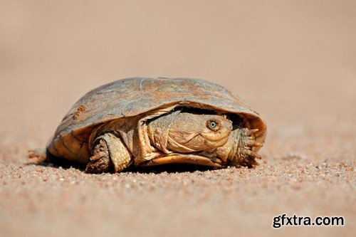 tortoise in the nature 11X JPEG