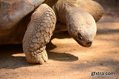 tortoise in the nature 11X JPEG