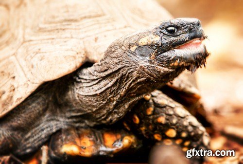 tortoise in the nature 11X JPEG