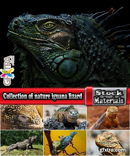 Collection of nature iguana lizard reptile amphibian 25 HQ Jpeg