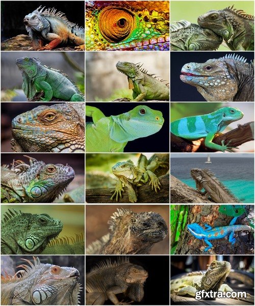 Collection of nature iguana lizard reptile amphibian 25 HQ Jpeg