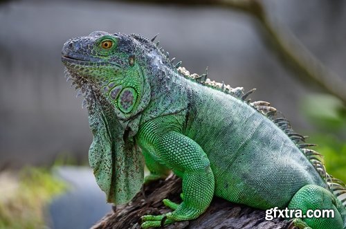 Collection of nature iguana lizard reptile amphibian 25 HQ Jpeg