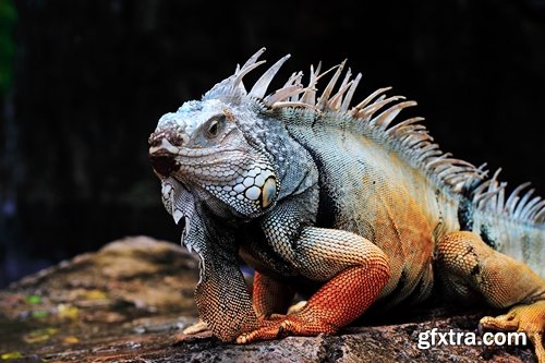 Collection of nature iguana lizard reptile amphibian 25 HQ Jpeg