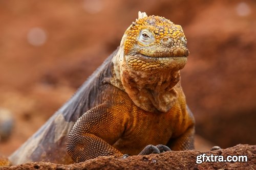 Collection of nature iguana lizard reptile amphibian 25 HQ Jpeg