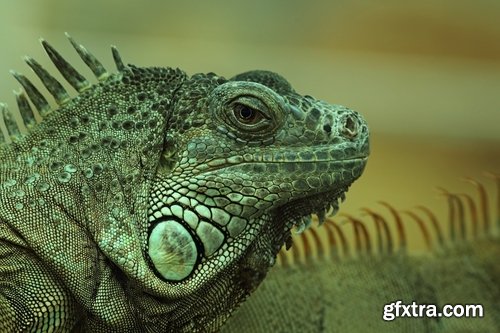 Collection of nature iguana lizard reptile amphibian 25 HQ Jpeg