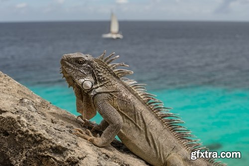 Collection of nature iguana lizard reptile amphibian 25 HQ Jpeg