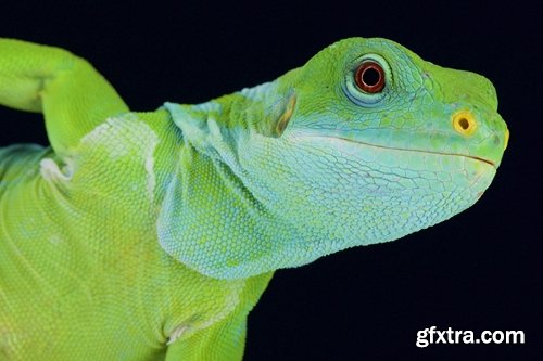 Collection of nature iguana lizard reptile amphibian 25 HQ Jpeg