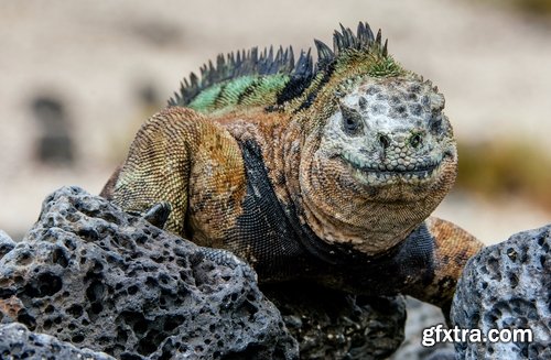 Collection of nature iguana lizard reptile amphibian 25 HQ Jpeg