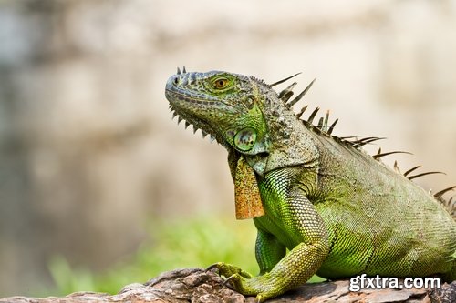 Collection of nature iguana lizard reptile amphibian 25 HQ Jpeg