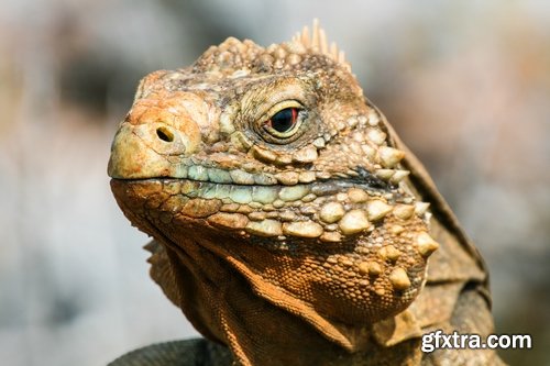 Collection of nature iguana lizard reptile amphibian 25 HQ Jpeg