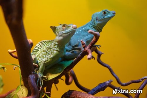 Collection of nature iguana lizard reptile amphibian 25 HQ Jpeg