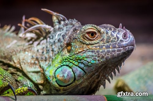 Collection of nature iguana lizard reptile amphibian 25 HQ Jpeg