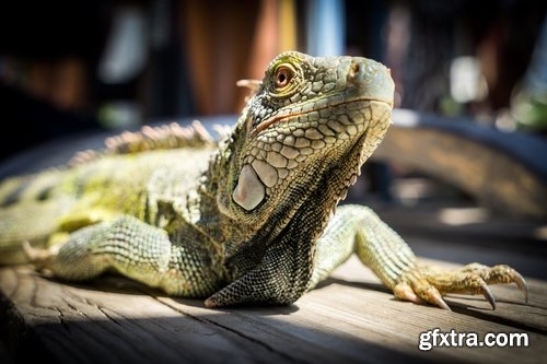 Collection of nature iguana lizard reptile amphibian 25 HQ Jpeg