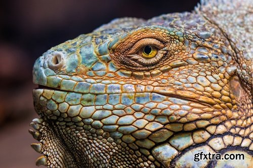 Collection of nature iguana lizard reptile amphibian 25 HQ Jpeg