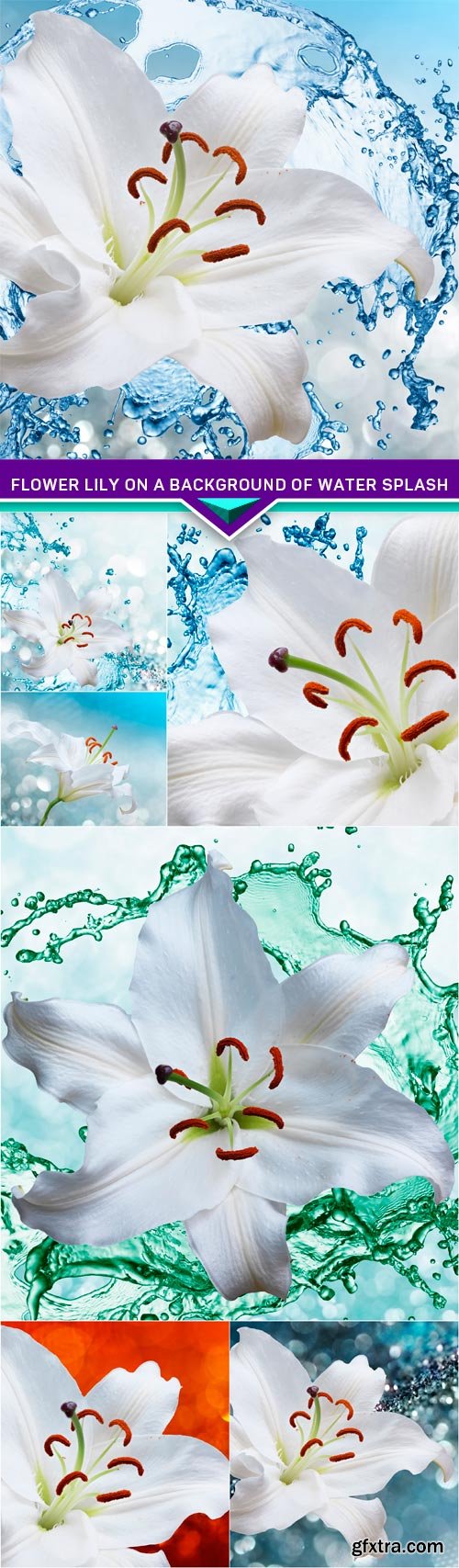 Flower lily on a background of water splash 7x JPEG