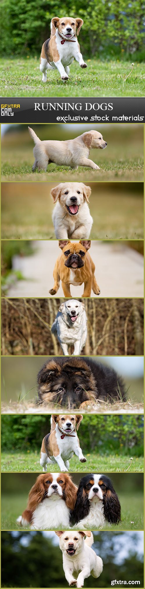 Running dogs, 8 x UHQ JPEG