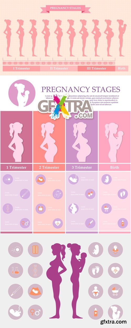 Pregnacy Stages - Medical Concept Vector