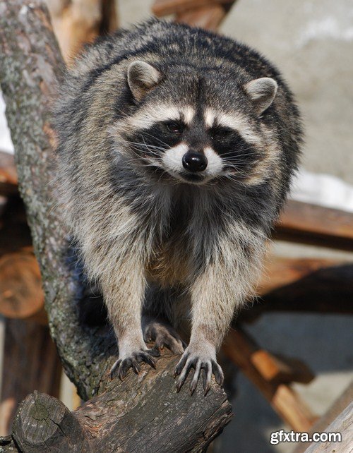 raccoon 10X JPEG