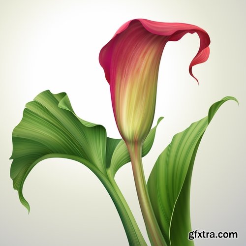 Collection of hand-drawn flowers tulip background is the gift card 25 HQ Jpeg