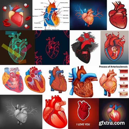 Collection of vector image medicine the human body heart 25 EPS