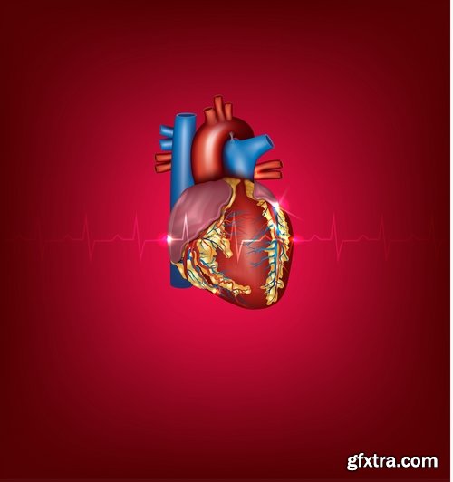 Collection of vector image medicine the human body heart 25 EPS