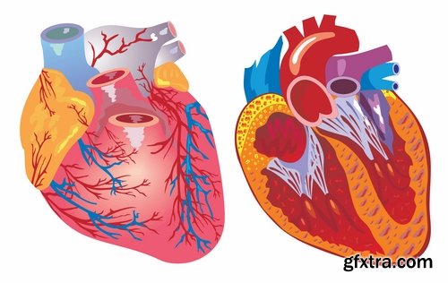 Collection of vector image medicine the human body heart 25 EPS