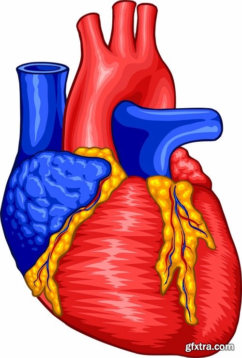 Collection of vector image medicine the human body heart 25 EPS