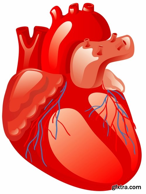 Collection of vector image medicine the human body heart 25 EPS