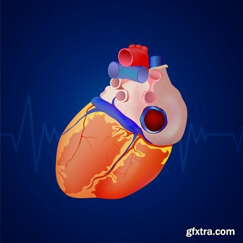 Collection of vector image medicine the human body heart 25 EPS