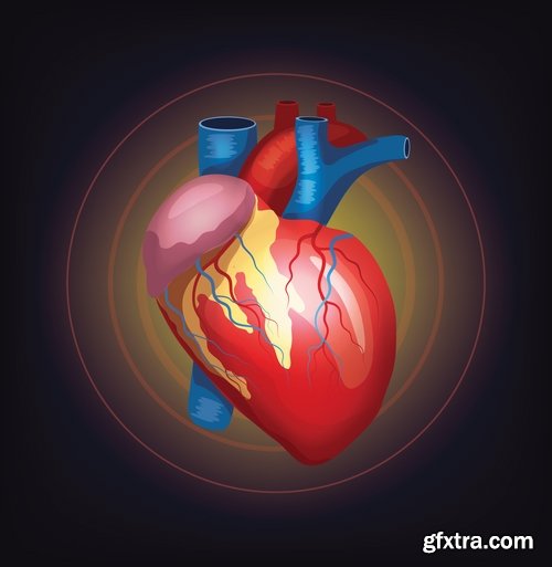 Collection of vector image medicine the human body heart 25 EPS