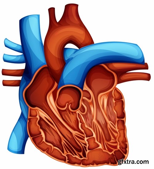 Collection of vector image medicine the human body heart 25 EPS