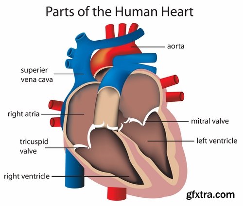 Collection of vector image medicine the human body heart 25 EPS