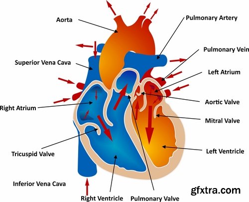 Collection of vector image medicine the human body heart 25 EPS