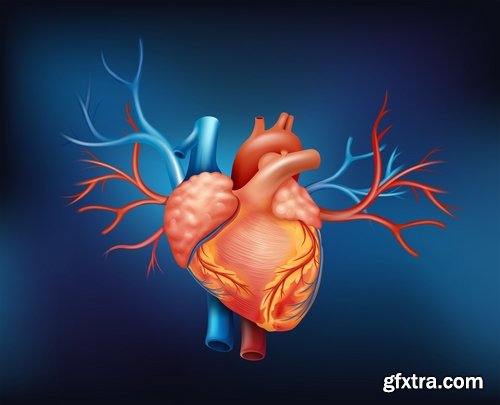 Collection of vector image medicine the human body heart 25 EPS