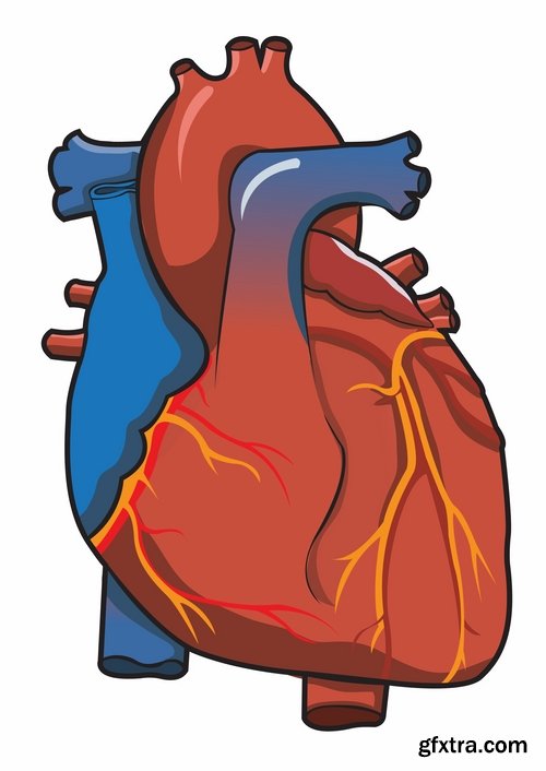 Collection of vector image medicine the human body heart 25 EPS