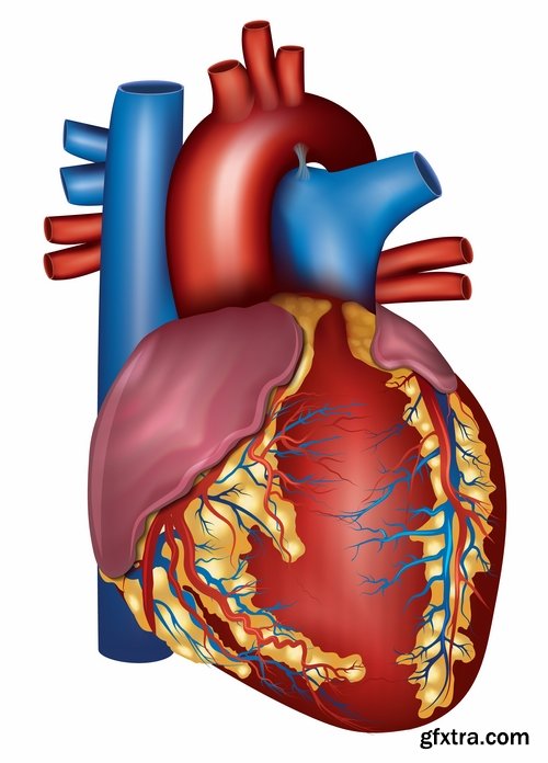 Collection of vector image medicine the human body heart 25 EPS