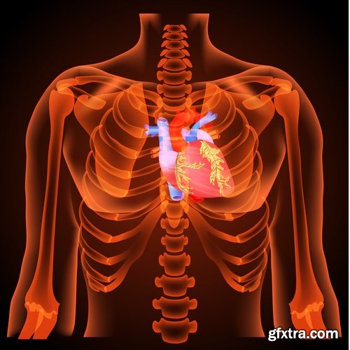 Collection of vector image medicine the human body heart 25 EPS