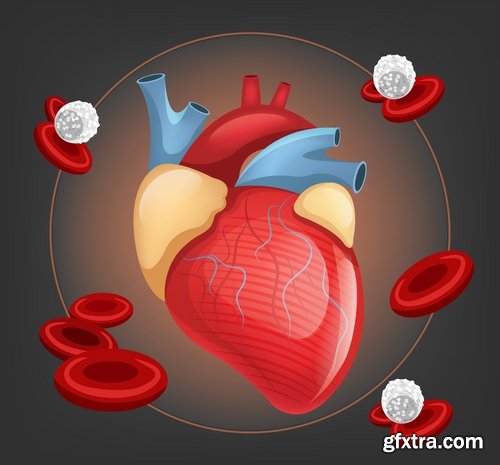 Collection of vector image medicine the human body heart 25 EPS