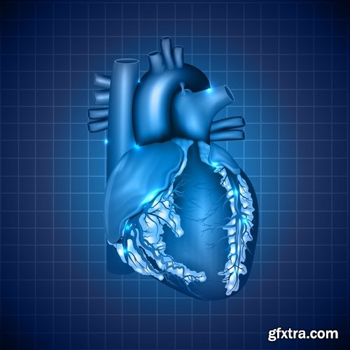 Collection of vector image medicine the human body heart 25 EPS